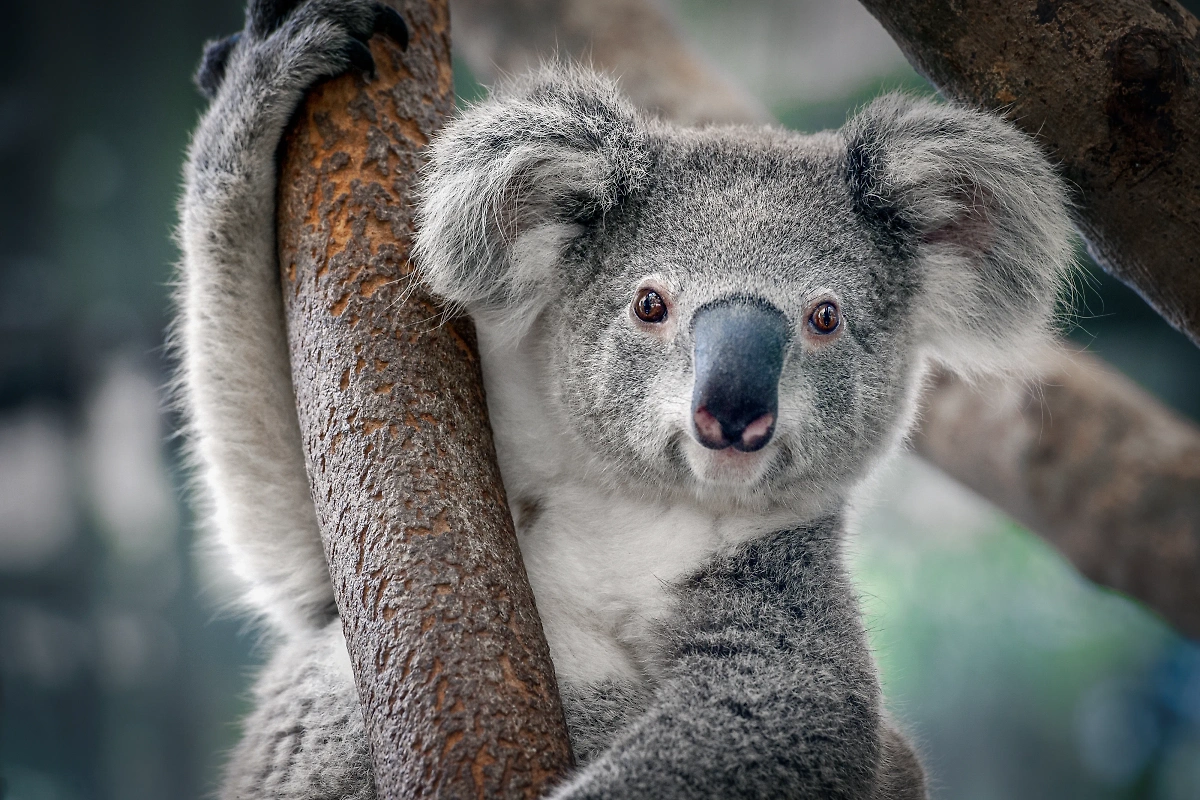 Обложка © Shutterstock /FOTODOM / Yatra4289 