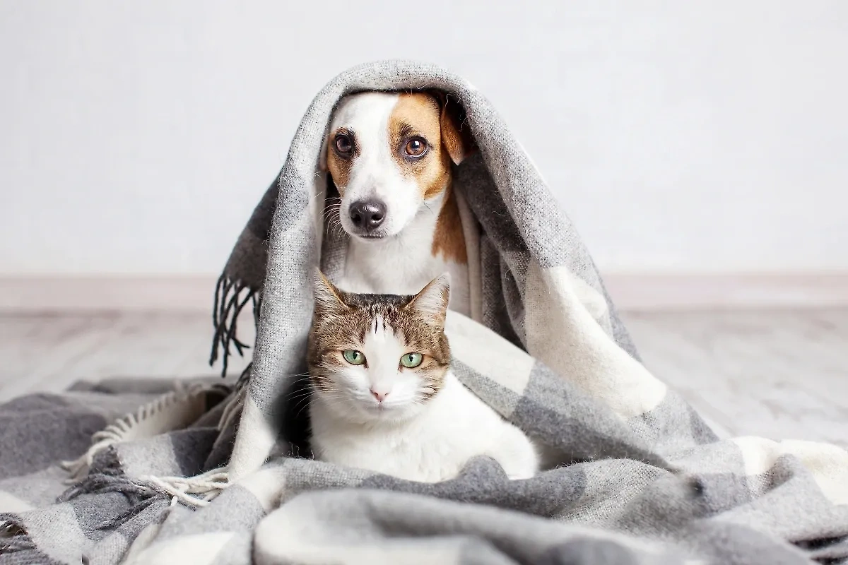 Фото © Shutterstock / FOTODOM / Gladskikh Tatiana
