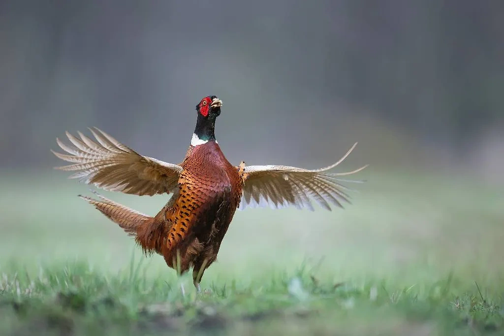 Фазан. Обложка © Shutterstock / FOTODOM /  Marcin Perkowski