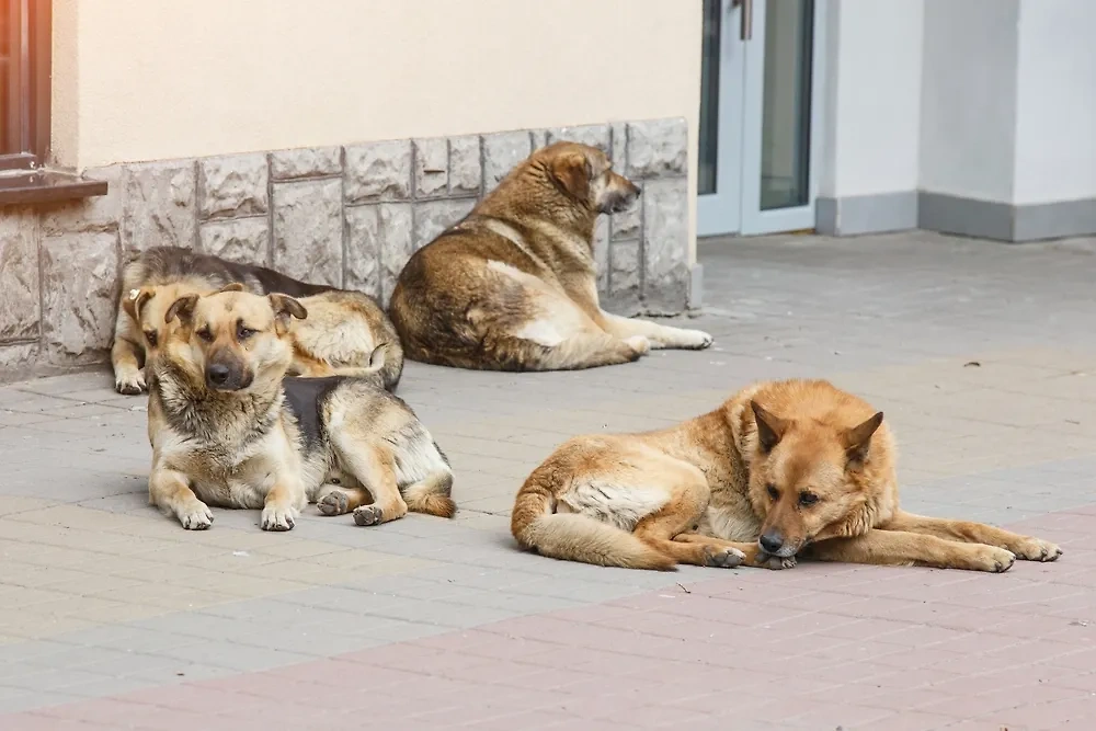 Обложка © Shutterstock / FOTODOM / Bukhta Yurii