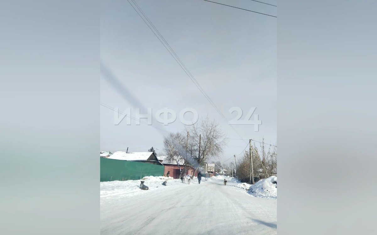 Бродячие собаки в иркутском посёлке Киров. Фото © Telegram / Инфо24 | Новости