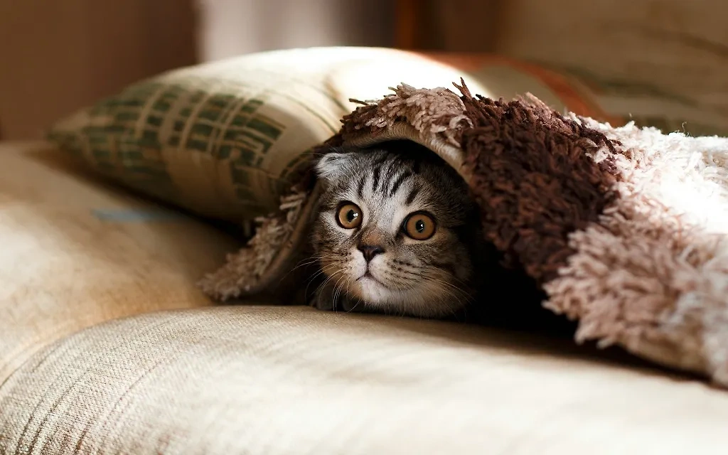 Кот. Обложка © unsplash.com / Mikhail Vasilyev