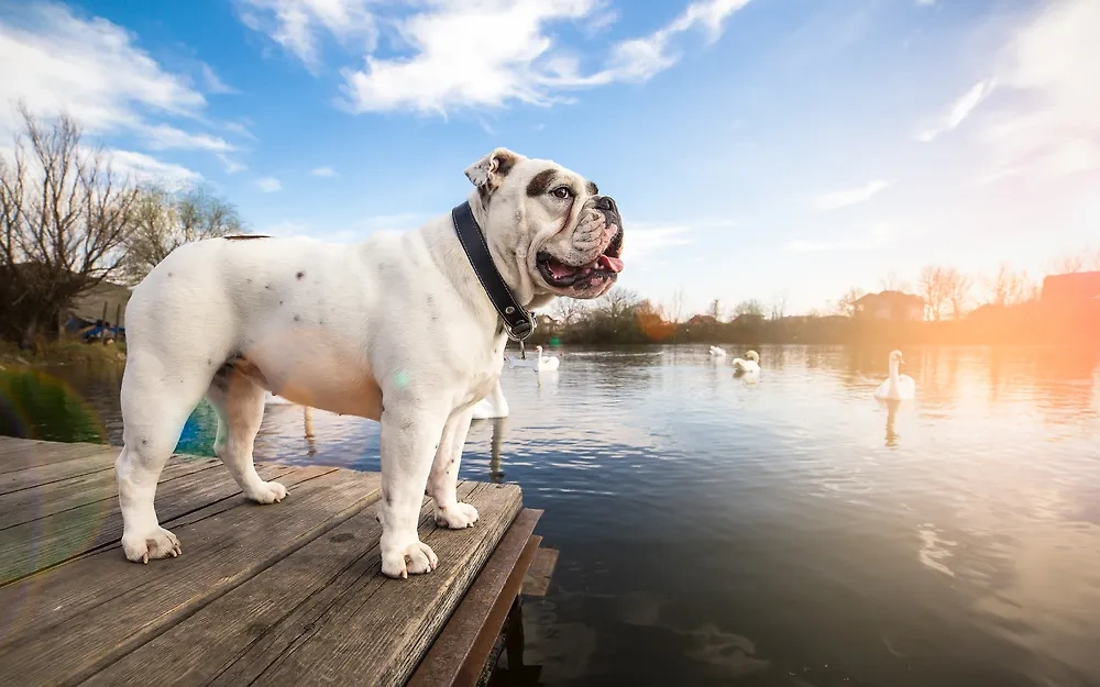 Обложка © Shutterstock / FOTODOM / Lunja