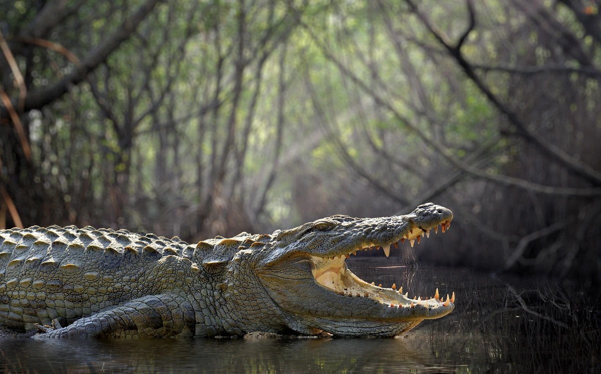 Обложка © Shutterstock / FOTODOM /Volodymyr Burdiak 