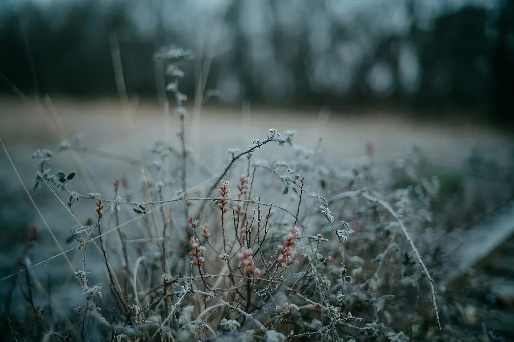 Трава в инее. Обложка © unsplash.com / Annie Spratt
