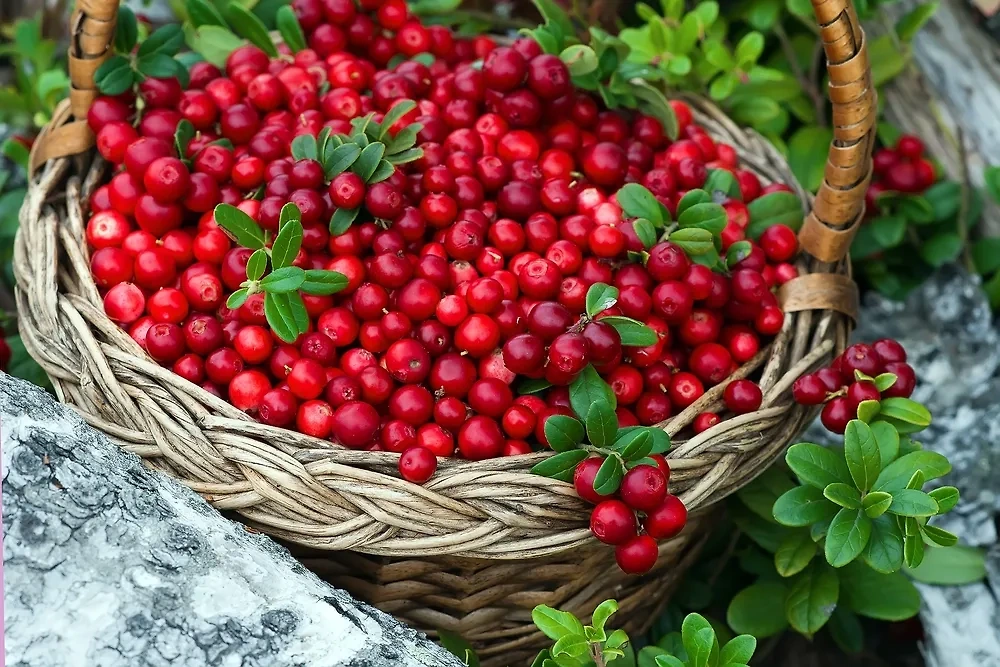 Корзина ягод. Обложка © Shutterstock / FOTODOM / Lena Makarova