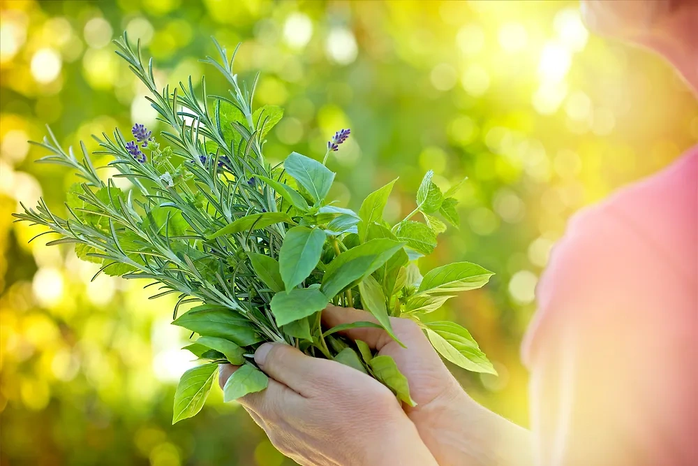 Растение. Обложка © Shutterstock / FOTODOM / PhotoIris2021