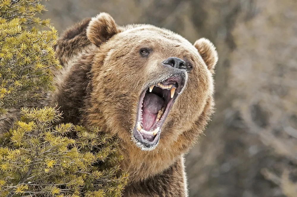 Обложка © Shutterstock /FOTODOM / Scott E Read