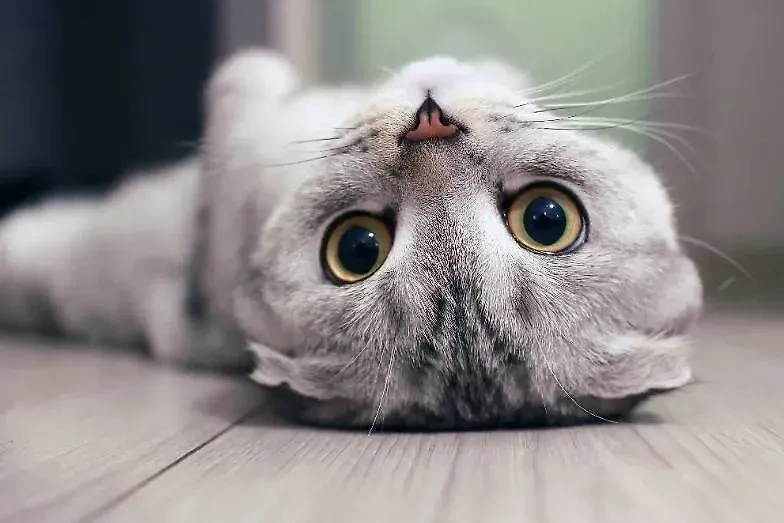 Кот. Обложка © Shutterstock / FOTODOM / zossia