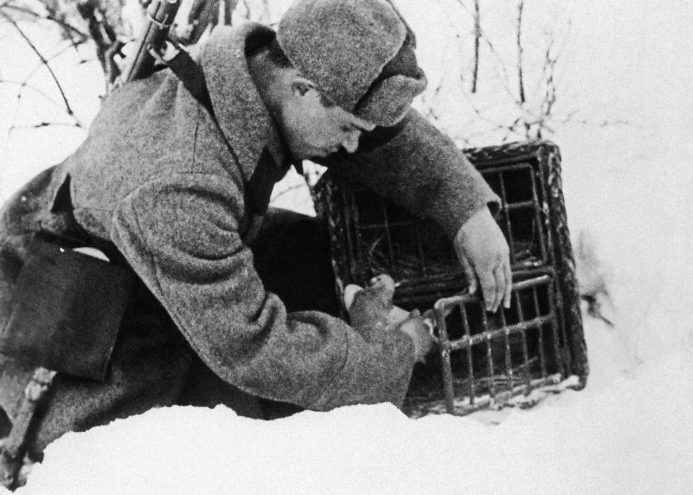Голуби помогали ленинградцам со связью, когда более современные методы не работали. Фото © ТАСС / Леонид Великжанин/