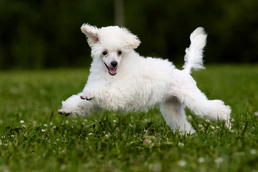 Обложка © Shutterstock / FOTODOM / Utekhina Anna