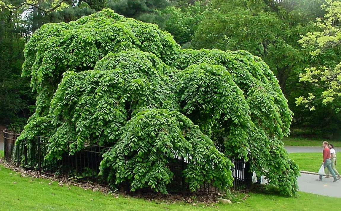Если вы не уверены в себе, не сажайте вяз. Он помогает только лучшим. Фото © Wikipedia 