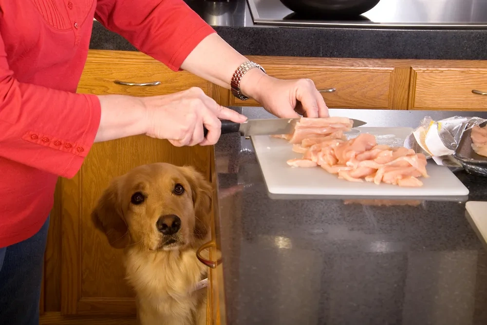 Субпродукты при должной обработке безопасны для собак. Обложка © Shutterstock / FOTODOM / Sophie Louise Davis