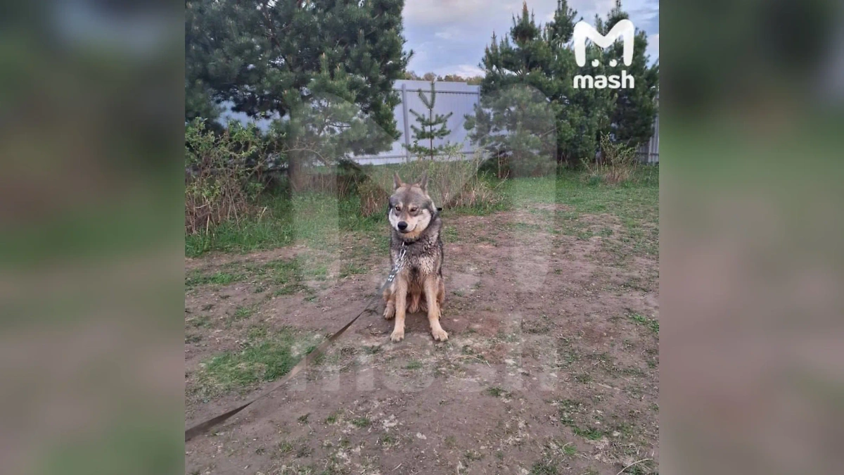 Волкособ по кличке Рудияр сбежал от хозяина под Серпуховом. Обложка © Telegram / Mash