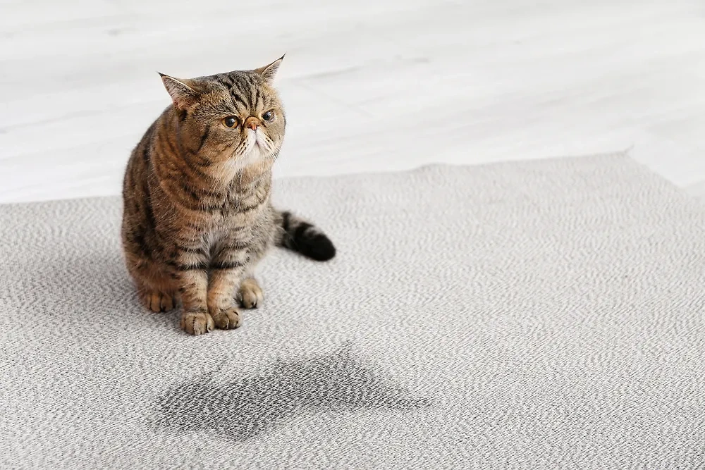 Как коты мстят людям: туалетные диверсии и ночные атаки. Фото © Shutterstock / FOTODOM / Pixel-Shot