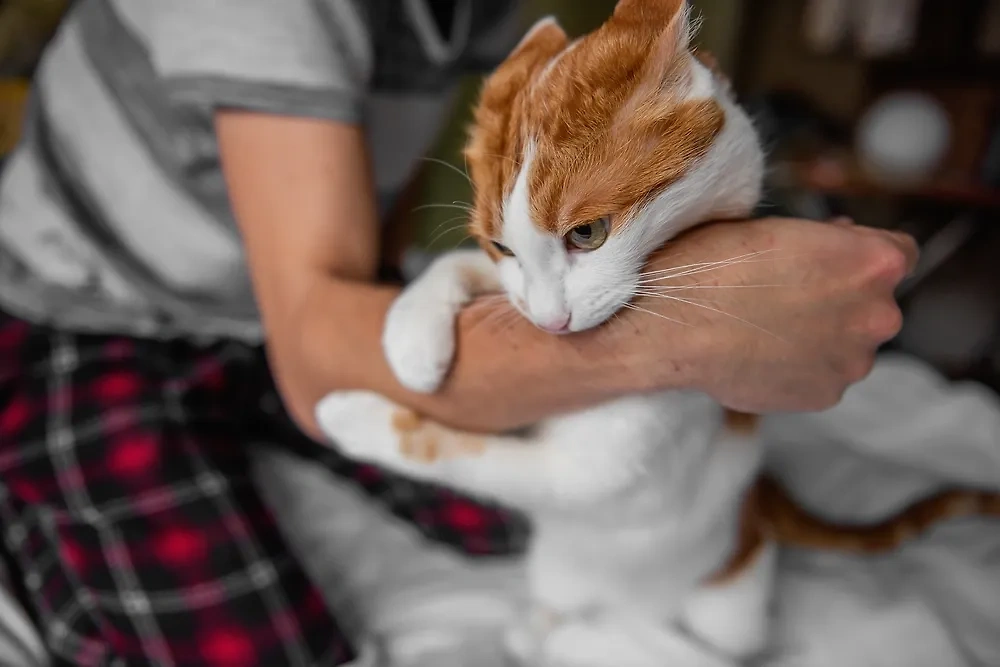 Обложка © Shutterstock / FOTODOM / Julia Pavaliuk