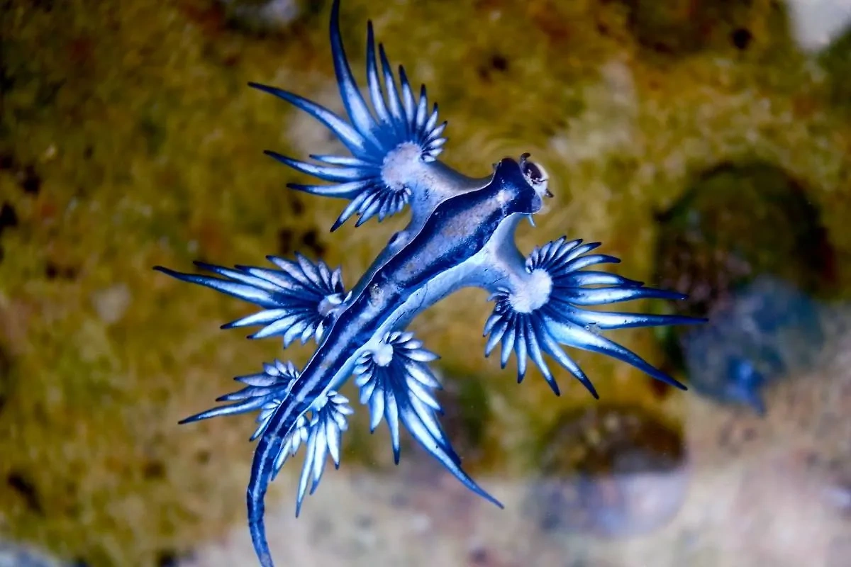 Обложка © Wikipedia / Sylke Rohrlach