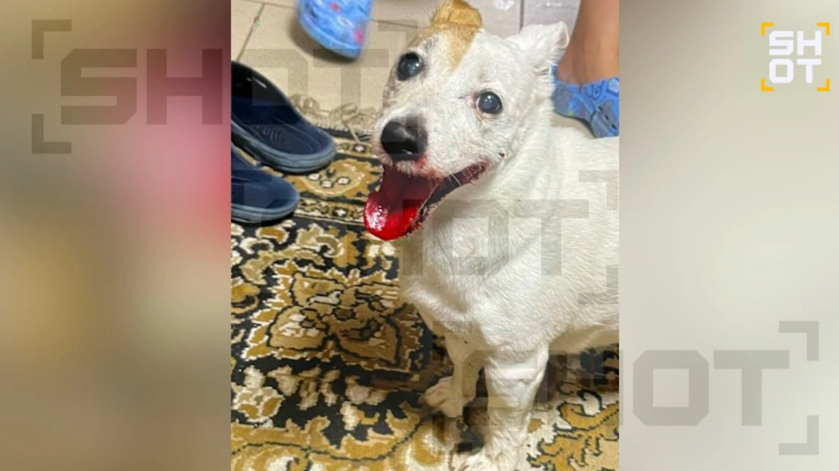 Собака, которая пострадала в бою с выдрой. Фото © SHOT