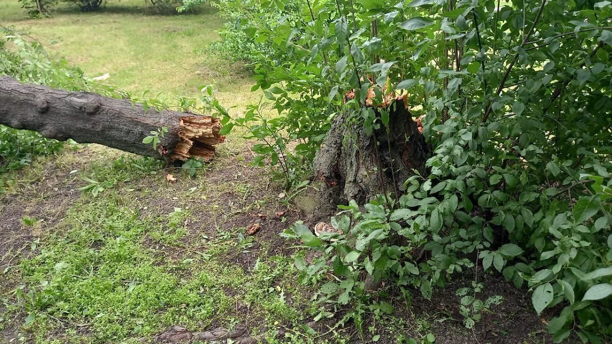 В Санкт-Петербурге сильный ветер снёс 137 деревьев в парках и садах. Фото © Telegram / Комитет по благоустройству Санкт-Петербурга