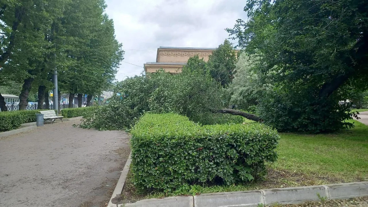 В Санкт-Петербурге сильный ветер снёс 137 деревьев в парках и садах. Фото © Telegram / Комитет по благоустройству Санкт-Петербурга
