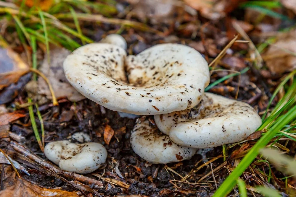 Грузди — какого цвета бывают, где растут. Фото © Shutterstock / FOTODOM / Bukhta Yurii