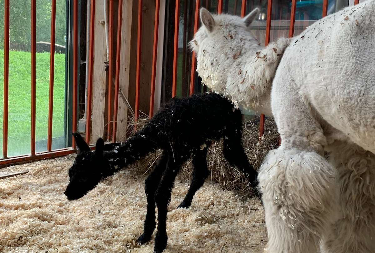 Дося не отходит от дочки ни на шаг. Фото © Life.ru