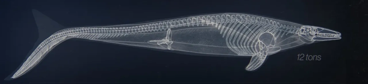 Мозазавр. Изображение © VK / Курское Палеонтологическое Сообщество