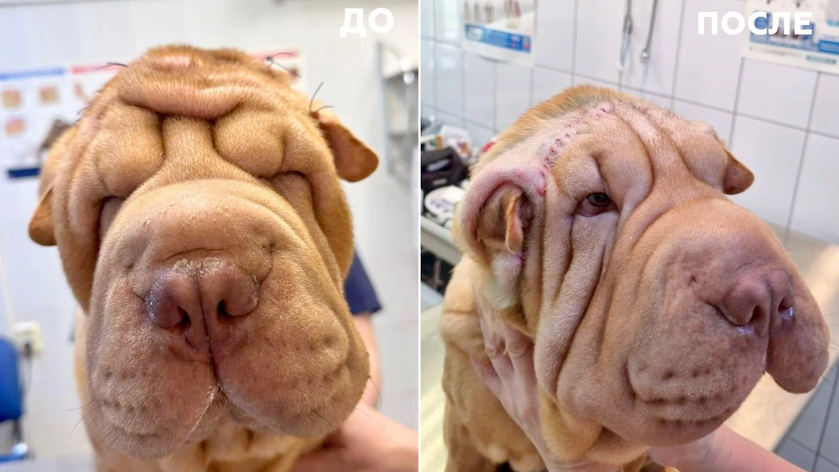 До и после операции. Фото © Telegram /  Моя Ветклиника