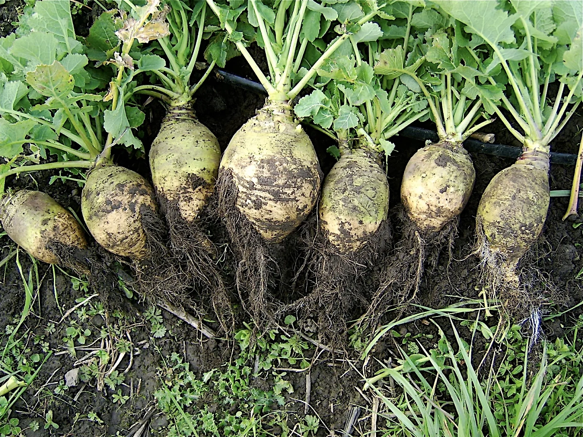 Редкие овощи для дачи: что посадить вместо огурцов и помидоров. Фото © Wikipedia / Seedambassadors