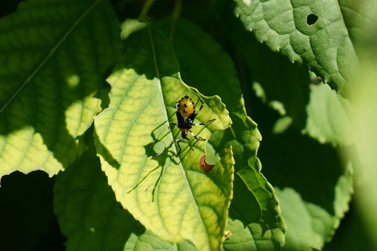 Клоп Plinachtus bicoloripes. Фото © Telegram/Ботсад Владивосток