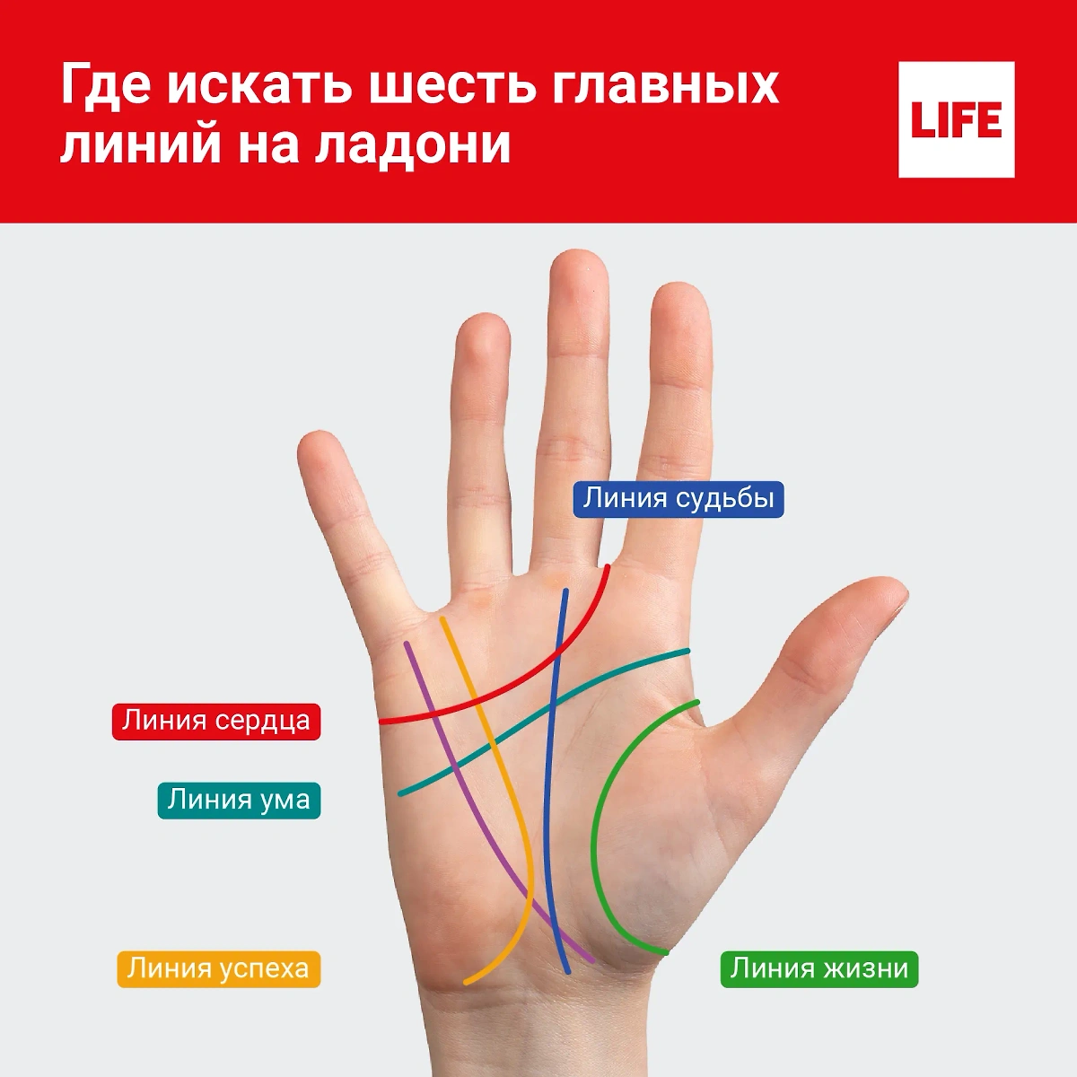 Где расположены на ладони главные линии? Иллюстрация Life.ru