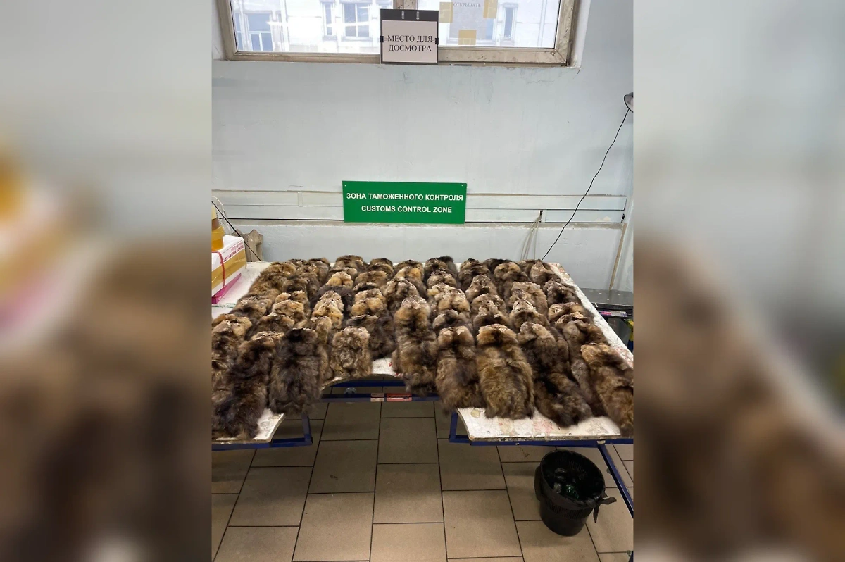 Изъятая пушнина соболя. Обложка © ФТС России