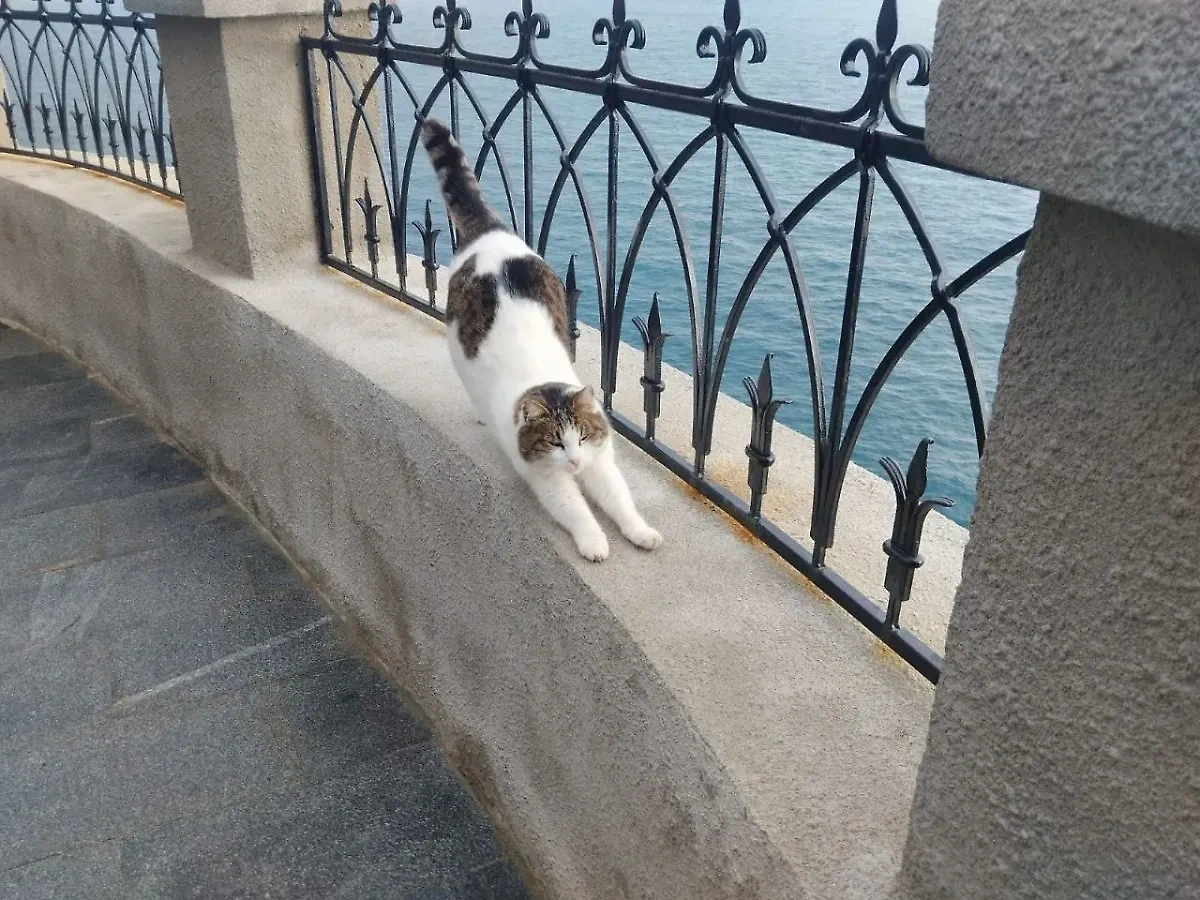 Кошка Муся. Фото © Telegram / ГБУ РК «Дворец-замок «Ласточкино гнездо» 