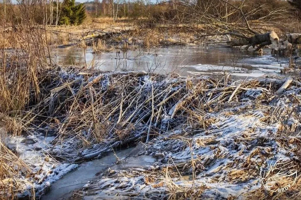 Та самая бобровая плотина. Фото © Nature Conservation Agency of the Czech Republic