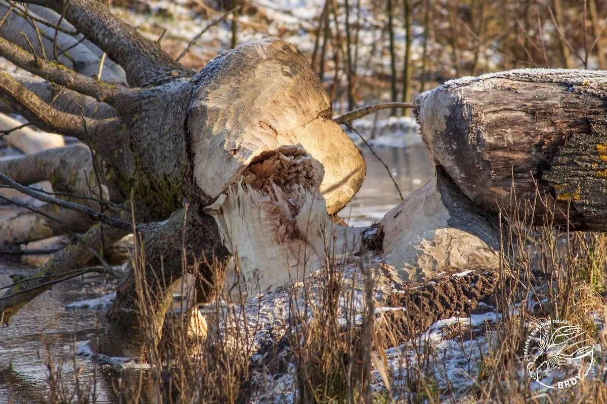 Та самая бобровая плотина. Фото © Nature Conservation Agency of the Czech Republic