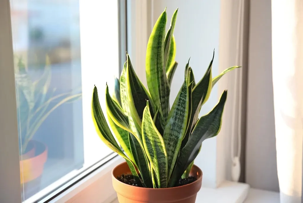 Сансевиерия вообще очень благоприятно влияет на обитателей дома — она нормализует обмен веществ, помогает метеозависимым, укрепляет иммунитет и предотвращает ОРВИ. Фото © Shutterstock