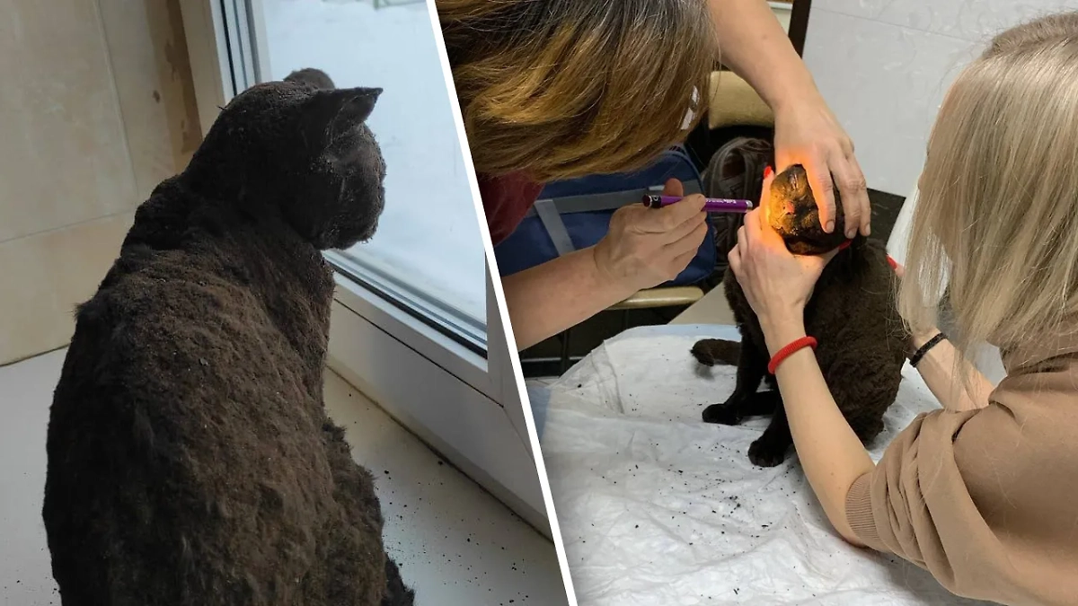 Спасённая на пожаре в Мурино кошка. Обложка © t.me / Правопорядок и безопасность ЛО