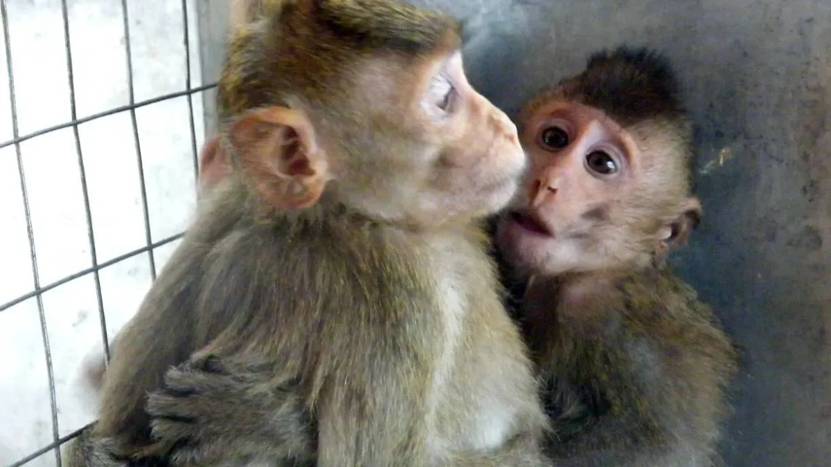 14 декабря отмечается Международный день обезьян. Фото © Агентство "Москва"