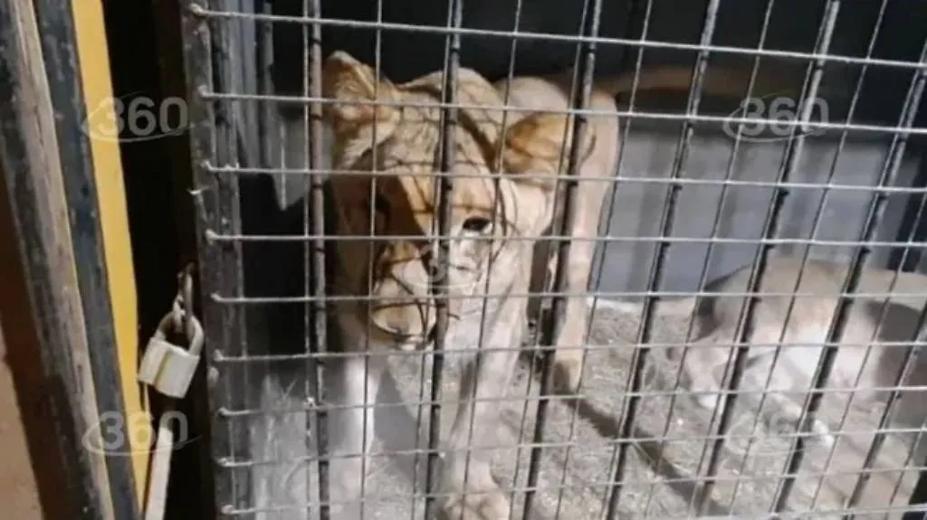 Львица, которую оставили замерзать в неотапливаемом фургоне под Челябинском. Фото © Телеканал "360"