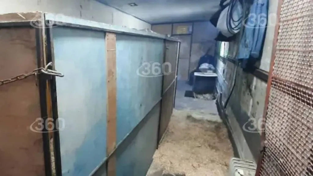 Львиц оставили замерзать в неотапливаемом фургоне под Челябинском. Фото © Телеканал "360"