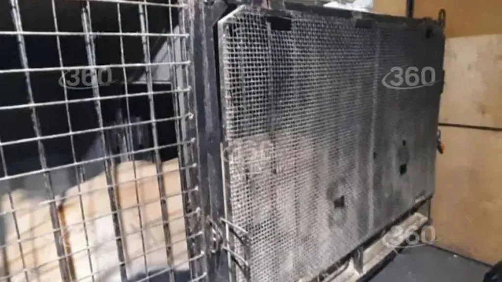 Львиц оставили замерзать в неотапливаемом фургоне под Челябинском. Фото © Телеканал "360"