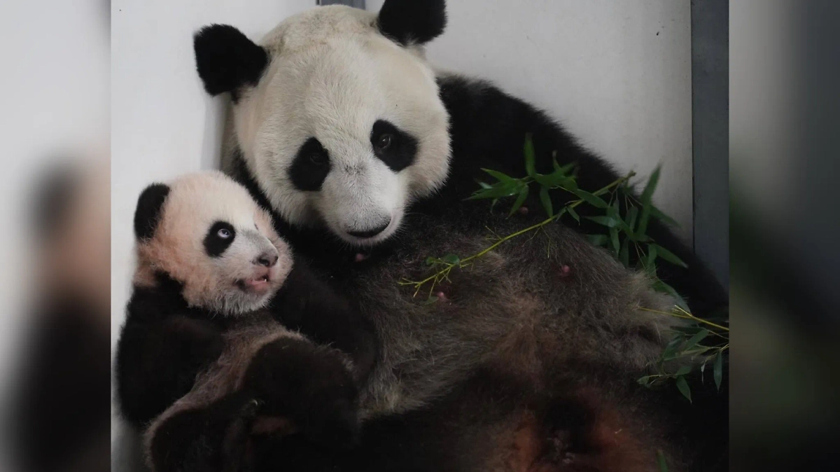Панда Диндин с детёнышем в Московском зоопарке. Обложка © Telegram / Светлана Акулова