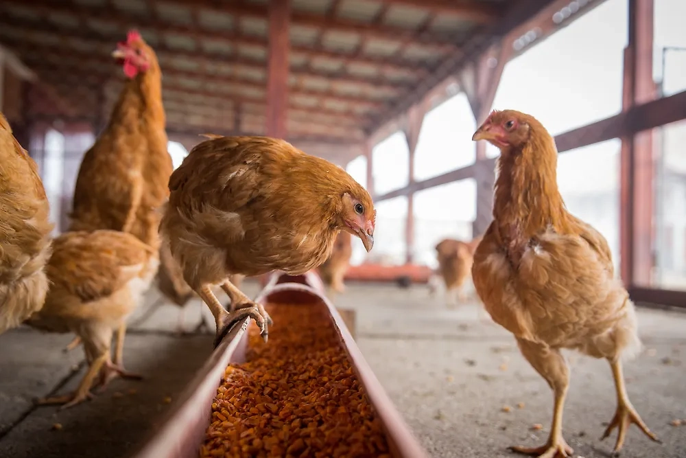 20 декабря отмечается Куриный день. Фото © Shutterstock