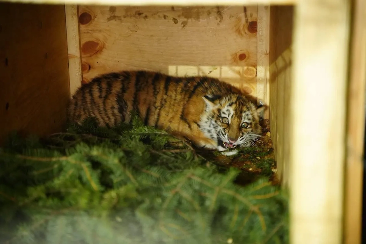 Пойманный в Хабаровском крае конфликтный амурский тигр. Обложка © t.me / ХКС | Новости края Z