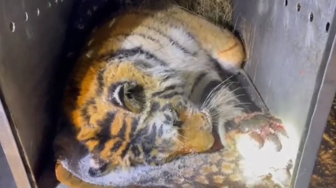 Пойманный в Хабаровском крае конфликтный амурский тигр. Фото © t.me / ХКС | Новости края Z