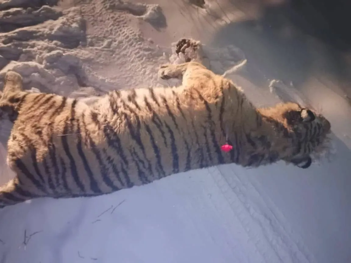 Охотнадзор отловил тигра, который держал в страхе село Дмитриевка. Обложка © VK / Министерство лесного хозяйства и охраны объектов животного мира Приморского края