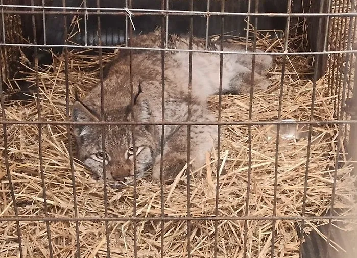 В Иркутске нашли рысь в подвале одного из домов. Обложка © VK / Мой Иркутск