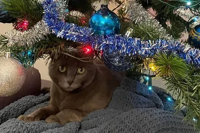 Фото © Reddit / Helios-Soul