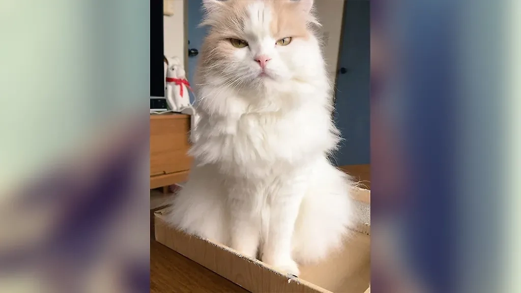 Фото © Reddit / 9999monkeys