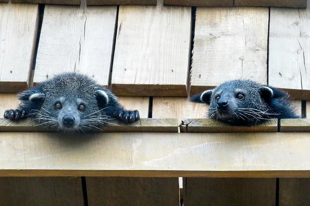 27 декабря отмечается День визита в зоопарк. Фото © Агентство "Москва"